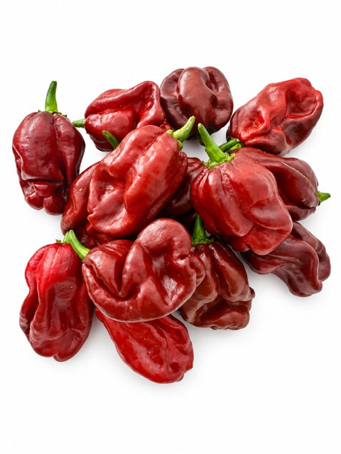 Fresh Chocolate Habanero from Mallorca – 100g 🌶️🔥