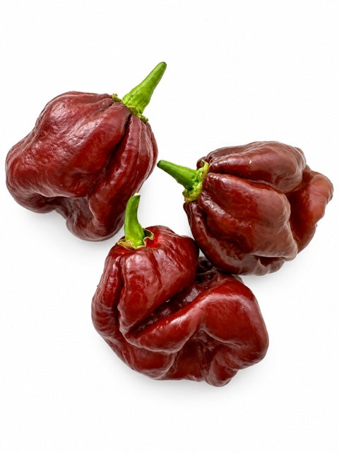 Fresh Chocolate Habanero from Mallorca – 100g 🌶️🔥